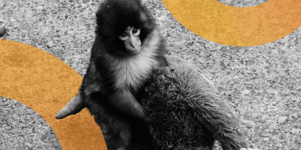 Americans Arrested in Japan for Entering Punch the Monkey’s Zoo Home to Promote Meme Coin